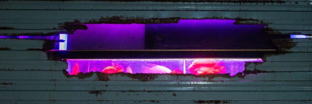 Fish swim in tank at a pet shop Shenzhen shuiwei china at night