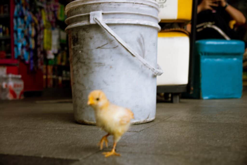 Baby chick walks on floor in dongmen Shenzhen china taken on canon d6 mk1 Out of foucs