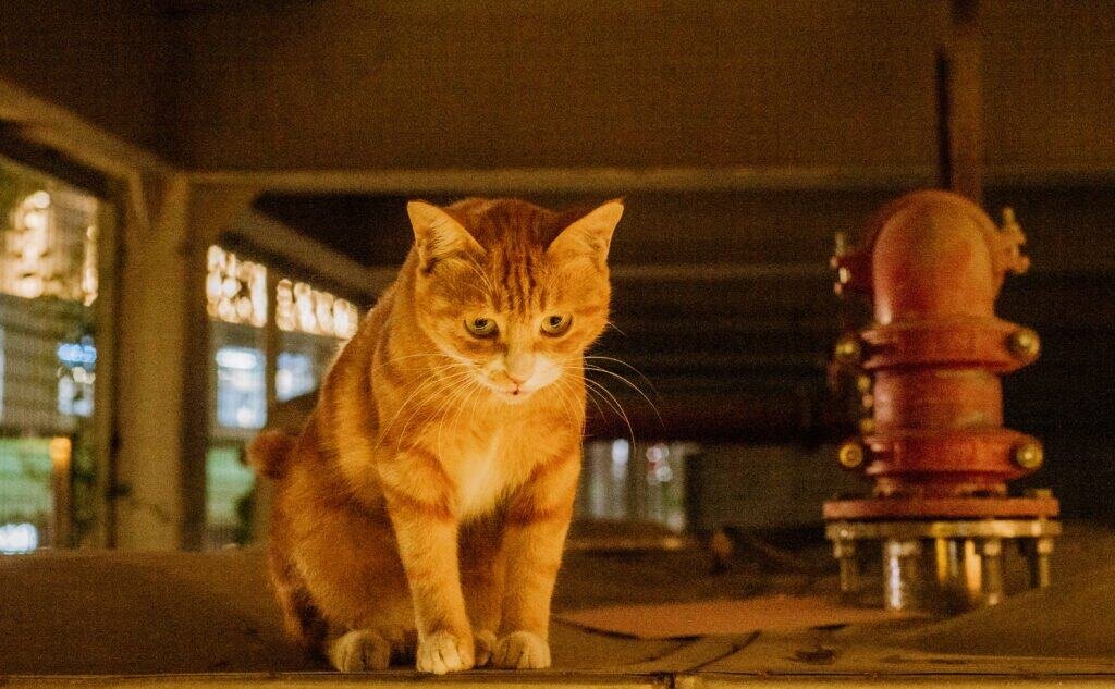 Stray cat apark mall looking down at the action water pipe ginger cat whiskers look night Nikon d600