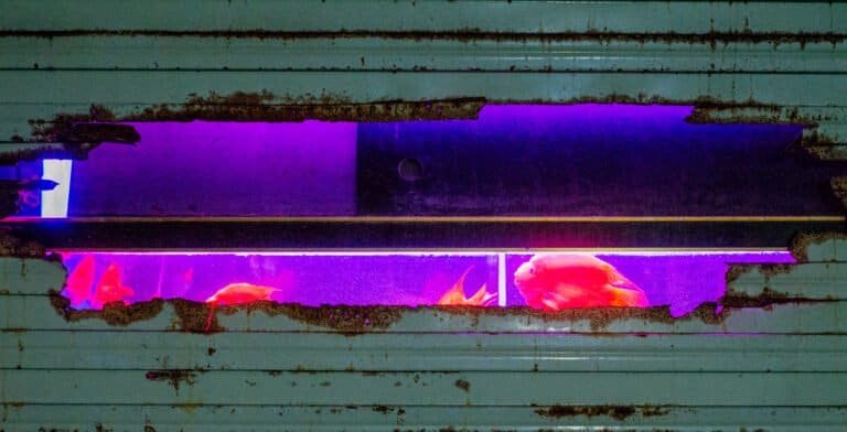 Fish in a tank in fish flower pet shop Shenzhen china night time broken fish shutter pet fish Nikon d600