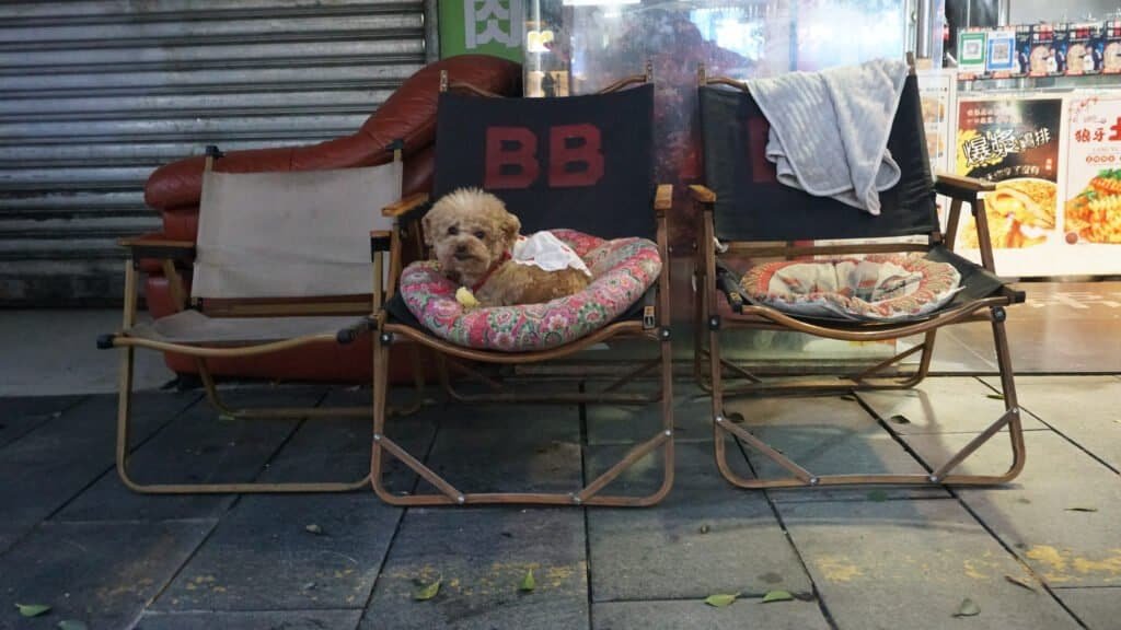 Reflection street chengdu Window street life Reflection street chengdu walking siting china road buildings Night dog cat