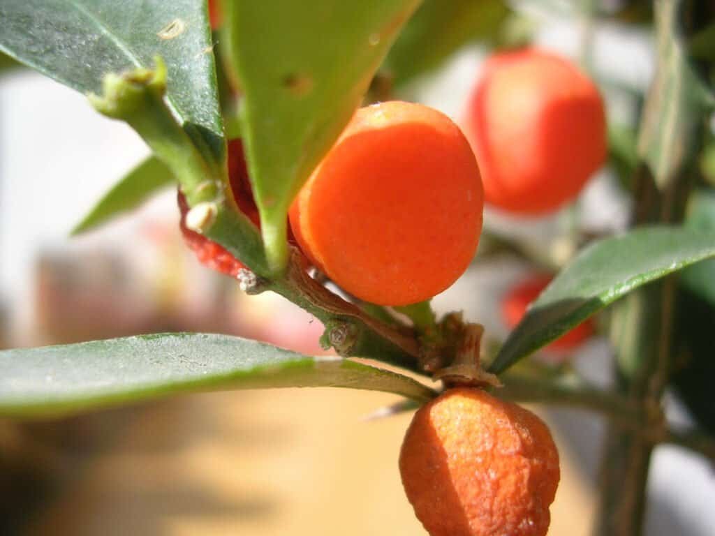 Macro oranges coolpix 3200 leaves plant sunlight