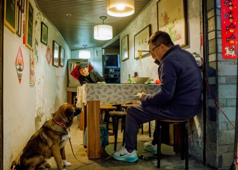 Dog in restaurant waiting for his noodles boss looks on Chengdu china